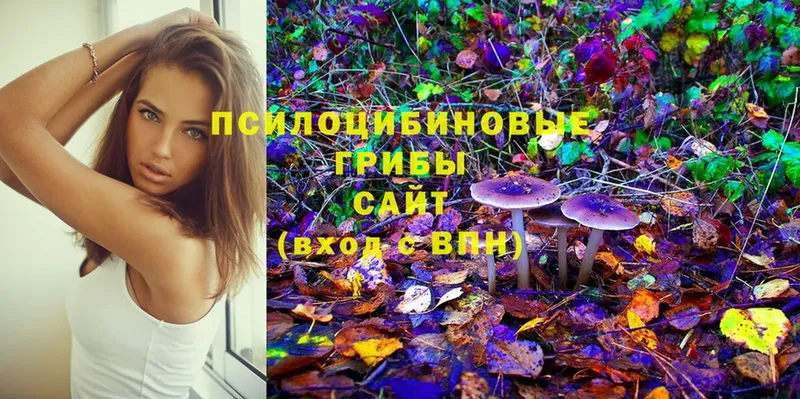 где найти наркотики  Дедовск  Псилоцибиновые грибы Cubensis 